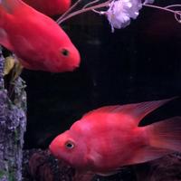 稚内市立ノシャップ寒流水族館の写真・動画_image_564039