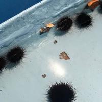 稚内市立ノシャップ寒流水族館の写真・動画_image_564040