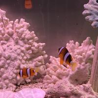 稚内市立ノシャップ寒流水族館の写真・動画_image_564041