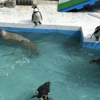 稚内市立ノシャップ寒流水族館の写真・動画_image_564042
