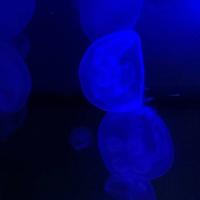 稚内市立ノシャップ寒流水族館の写真・動画_image_564043