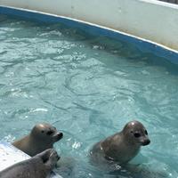 稚内市立ノシャップ寒流水族館の写真・動画_image_564044