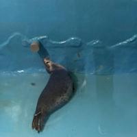 稚内市立ノシャップ寒流水族館の写真・動画_image_564045