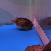 稚内市立ノシャップ寒流水族館の写真・動画_image_564047