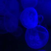 稚内市立ノシャップ寒流水族館の写真・動画_image_564048