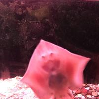 稚内市立ノシャップ寒流水族館の写真・動画_image_564049