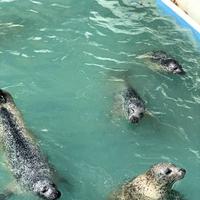 稚内市立ノシャップ寒流水族館の写真・動画_image_564050