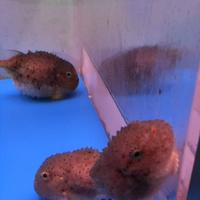 稚内市立ノシャップ寒流水族館の写真・動画_image_564051