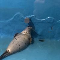 稚内市立ノシャップ寒流水族館の写真・動画_image_564052