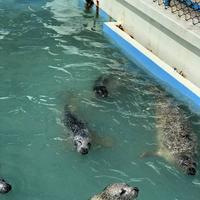 稚内市立ノシャップ寒流水族館の写真・動画_image_564053