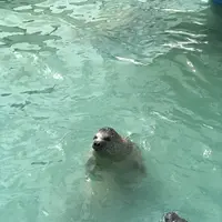 稚内市立ノシャップ寒流水族館の写真・動画_image_564055