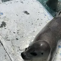 稚内市立ノシャップ寒流水族館の写真・動画_image_564060