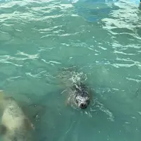 稚内市立ノシャップ寒流水族館の写真・動画_image_564061
