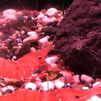 稚内市立ノシャップ寒流水族館の写真・動画_image_564063