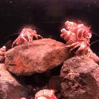 稚内市立ノシャップ寒流水族館の写真・動画_image_564064