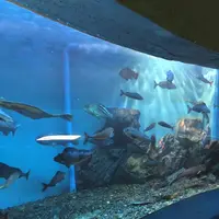 稚内市立ノシャップ寒流水族館の写真・動画_image_564067