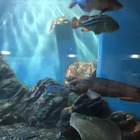 稚内市立ノシャップ寒流水族館の写真・動画_image_564071