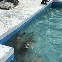 稚内市立ノシャップ寒流水族館の写真・動画_image_564072