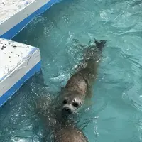 稚内市立ノシャップ寒流水族館の写真・動画_image_564074