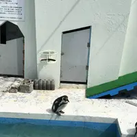 稚内市立ノシャップ寒流水族館の写真・動画_image_564075