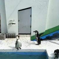 稚内市立ノシャップ寒流水族館の写真・動画_image_564076