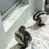 稚内市立ノシャップ寒流水族館の写真・動画_image_564078