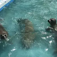 稚内市立ノシャップ寒流水族館の写真・動画_image_564079