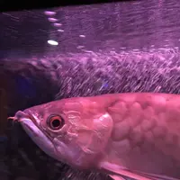 稚内市立ノシャップ寒流水族館の写真・動画_image_564080