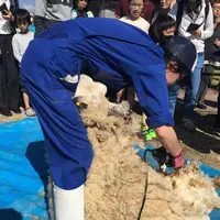 くろべ牧場まきばの風の写真・動画_image_565801