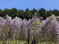 白毫寺の写真・動画_image_566046