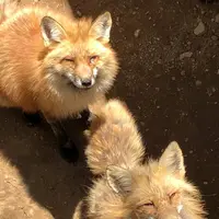 宮城蔵王キツネ村の写真・動画_image_566247