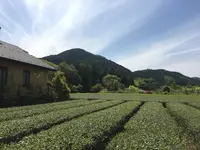 ワイズガーデンの写真・動画_image_567474