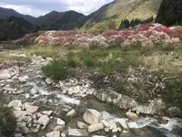 月川温泉の花桃の写真・動画_image_567640