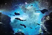 新江ノ島水族館の写真・動画_image_569322