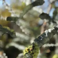 Kings Park and Botanic Garden（キングスパーク＆植物園）の写真・動画_image_570303