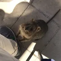 Rottnest Island（ロットネスト島）の写真・動画_image_570307