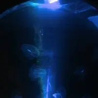 大分マリーンパレス水族館 うみたまごの写真・動画_image_575018