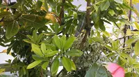 大分マリーンパレス水族館 うみたまごの写真・動画_image_575022
