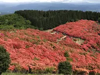 大和葛城山自然ツツジ園の写真・動画_image_575712
