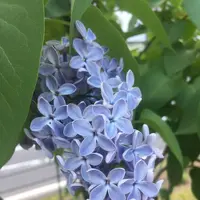 大通公園の写真・動画_image_575881