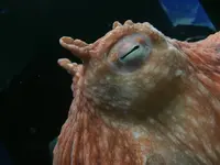 サンシャイン水族館の写真・動画_image_579621