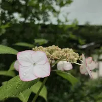 浄妙寺の写真・動画_image_581816