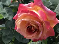 RSKバラ園の写真・動画_image_583933