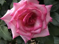 RSKバラ園の写真・動画_image_583934