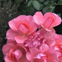 RSKバラ園の写真・動画_image_583935