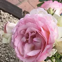 RSKバラ園の写真・動画_image_583936