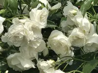 RSKバラ園の写真・動画_image_583937