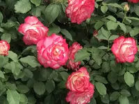 RSKバラ園の写真・動画_image_583938