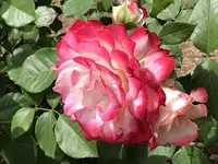 RSKバラ園の写真・動画_image_583939