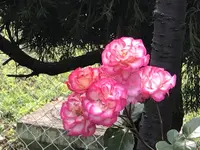 RSKバラ園の写真・動画_image_583940